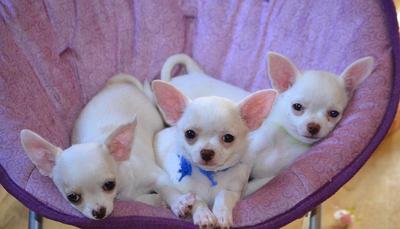 Long-haired blue chihuahua puppies - wide 7