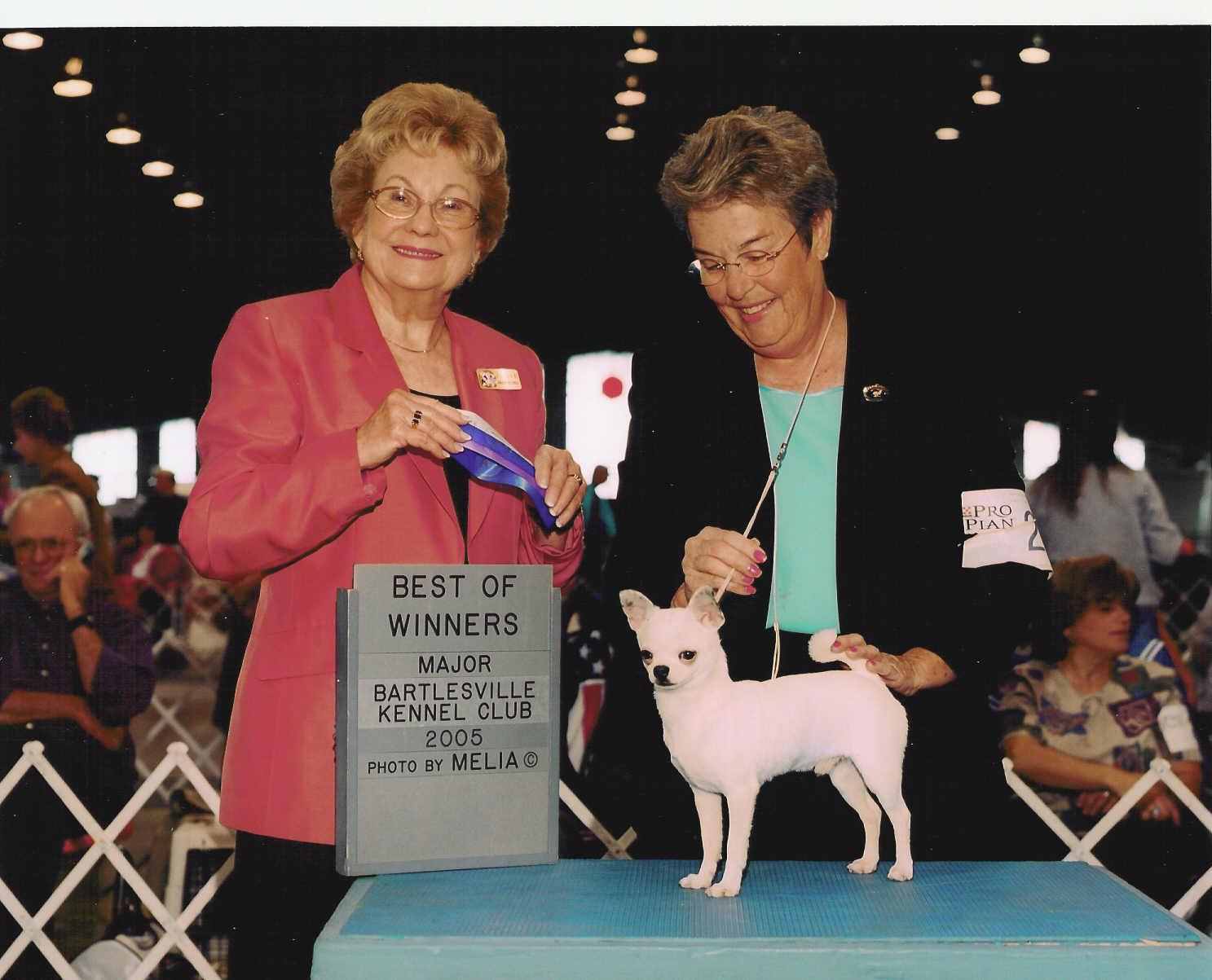 www.heavensentchihuahuas.com