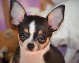 Chihuahua Puppies